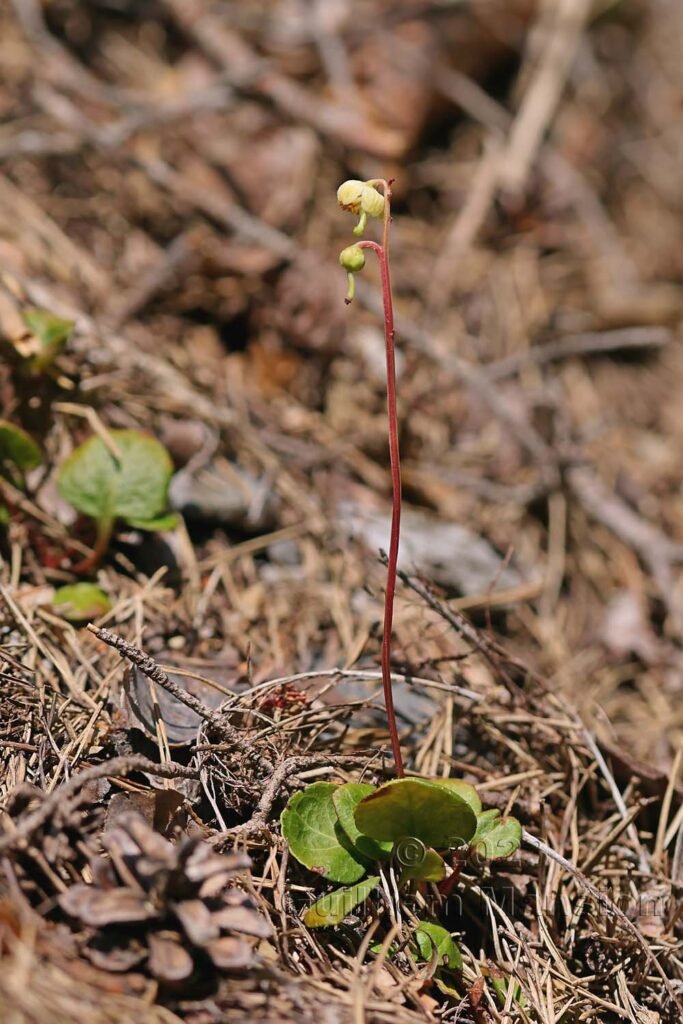 Pyrola chlorantha vers Derborence (Suisse, Valais)