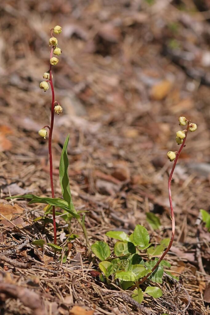 Pyrola chlorantha vers Derborence (Suisse, Valais)