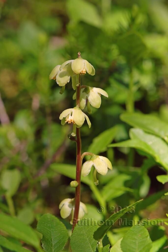 Pyrola chlorantha vers Derborence (Suisse, Valais)