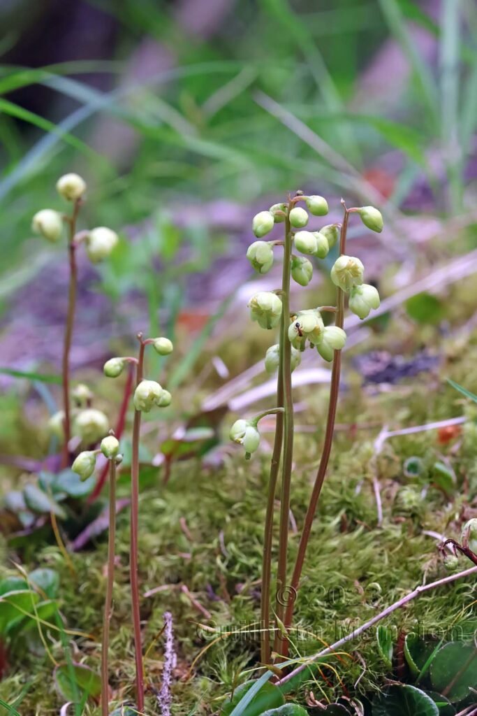 Pyrola chlorantha vers Derborence (Suisse, Valais)
