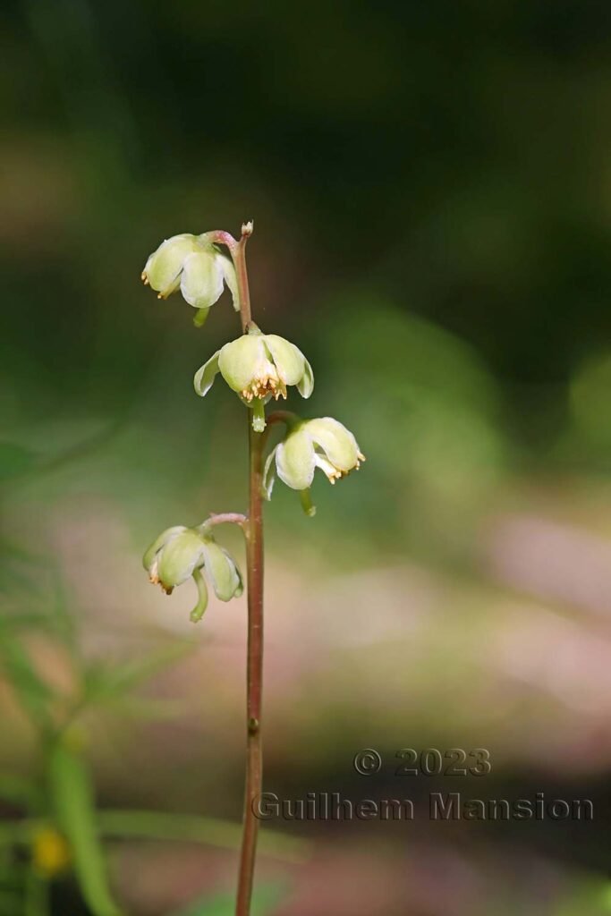 Pyrola chlorantha vers Derborence (Suisse, Valais)