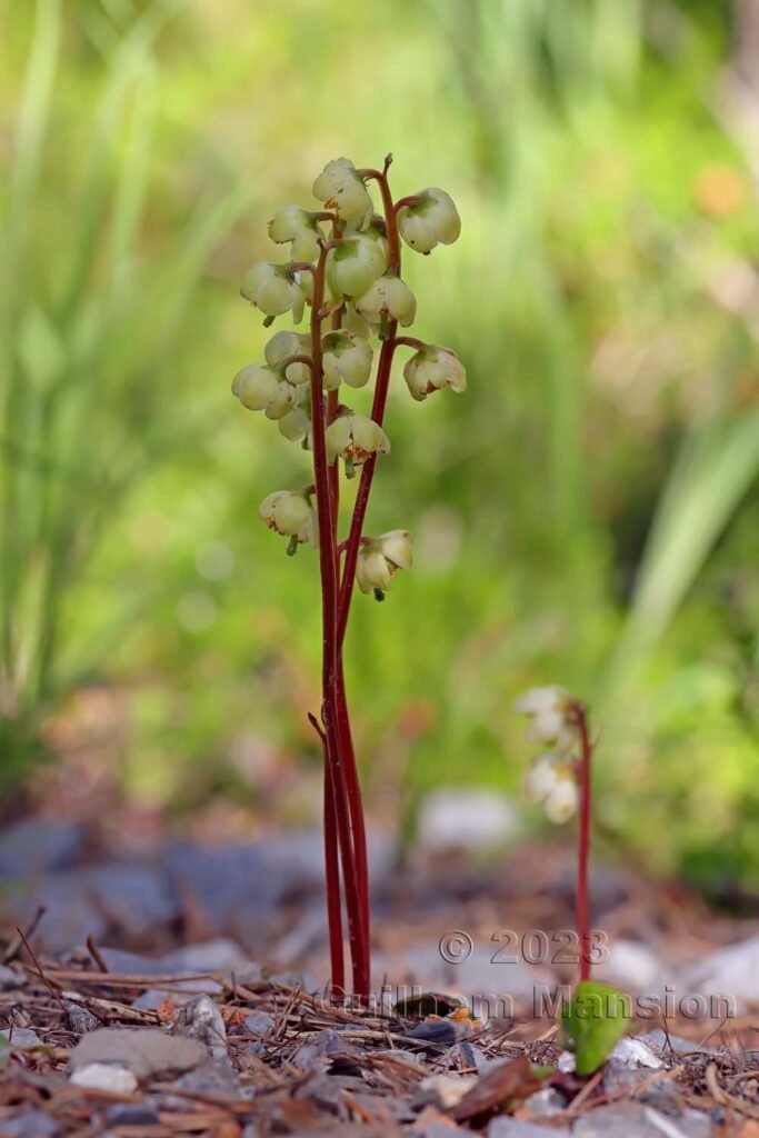 Pyrola chlorantha vers Derborence (Suisse, Valais)
