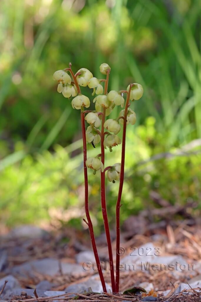 Pyrola chlorantha vers Derborence (Suisse, Valais)