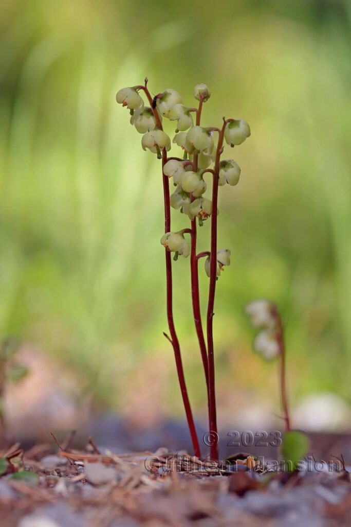 Pyrola chlorantha vers Derborence (Suisse, Valais)