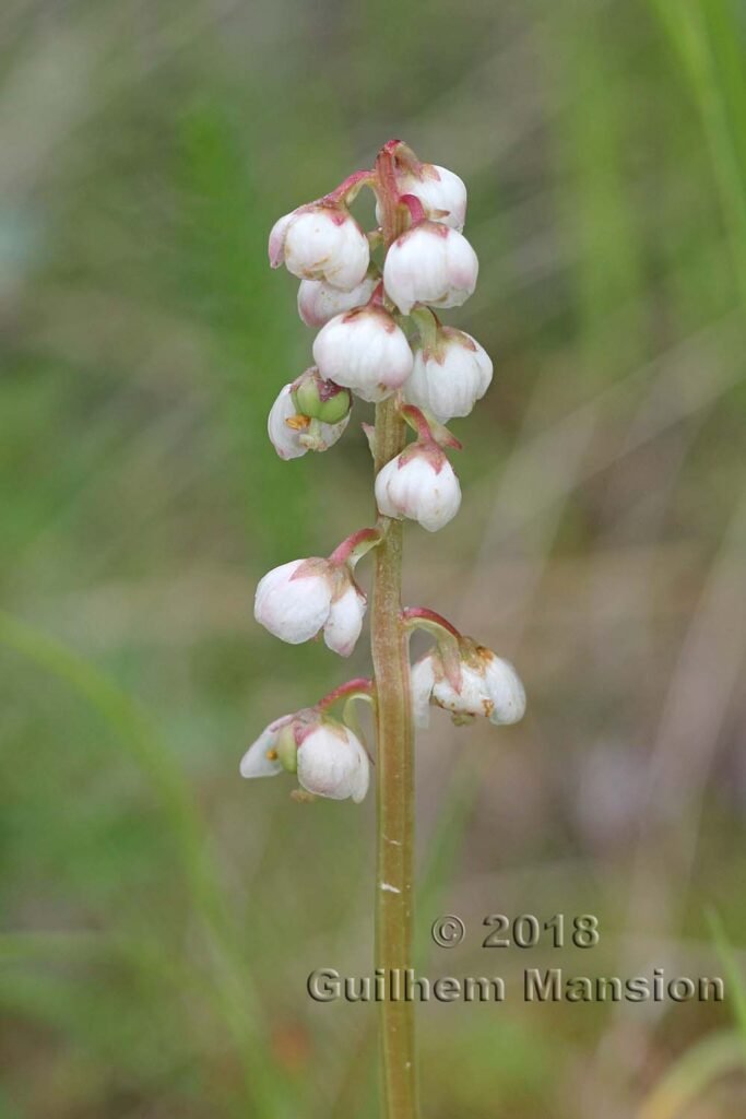 Pyrola minor vers Arolla (Suisse, Valais)