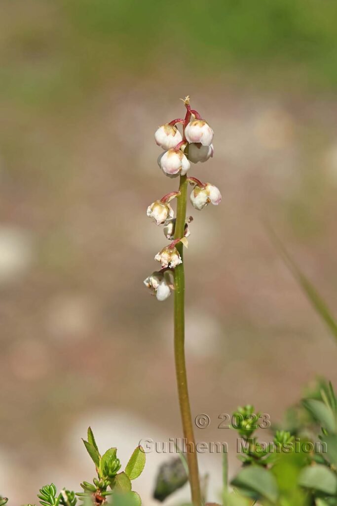 Pyrola minor vers Zinal (Suisse, Valais)