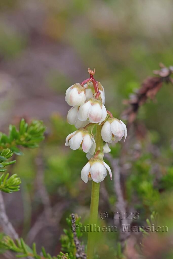 Pyrola minor vers Zinal (Suisse, Valais)