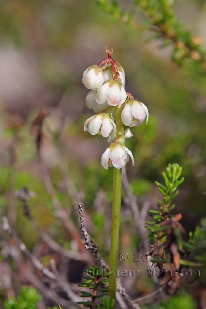 Pyrola minor vers Zinal (Suisse, Valais)