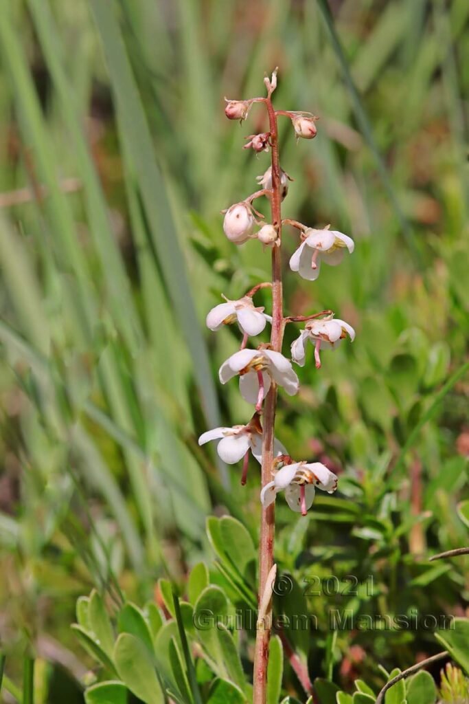 Pyrola rotundifolia vers Kandersteg (Suisse, Berne)