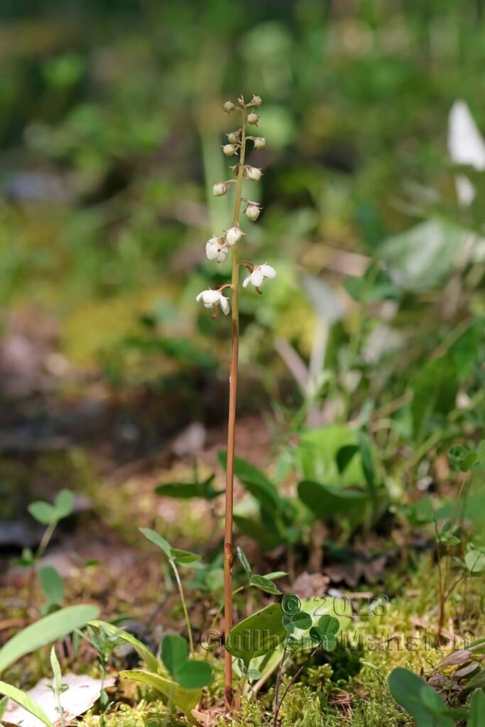 Pyrola rotundifolia vers Derborence (Suisse, Valais)