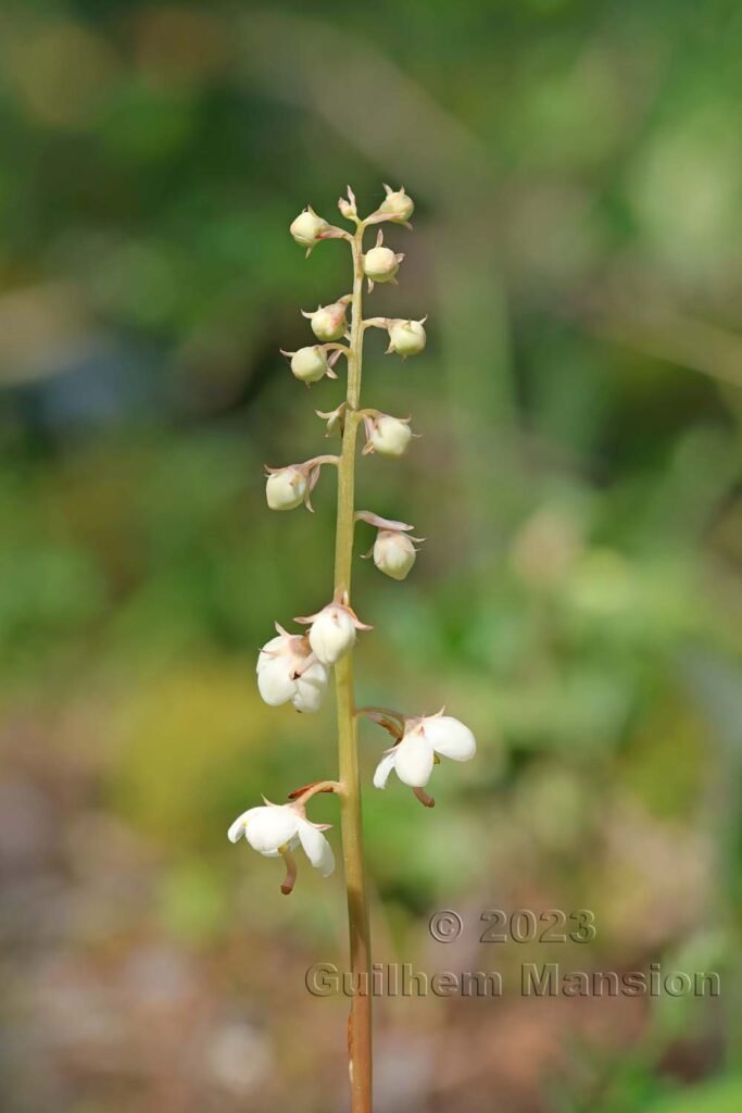 Pyrola rotundifolia vers Derborence (Suisse, Valais)