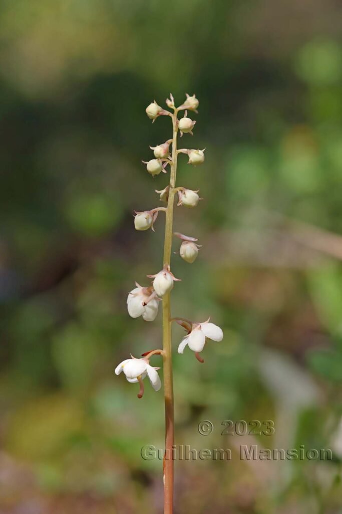 Pyrola rotundifolia vers Derborence (Suisse, Valais)