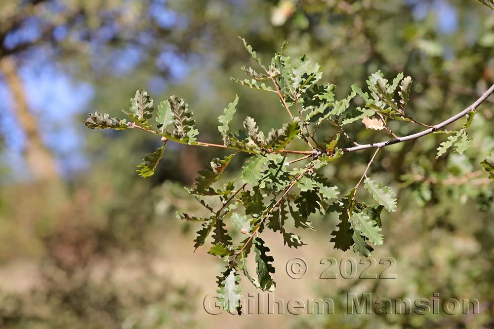 Quercus pubescens vers Crest (France, Drôme)