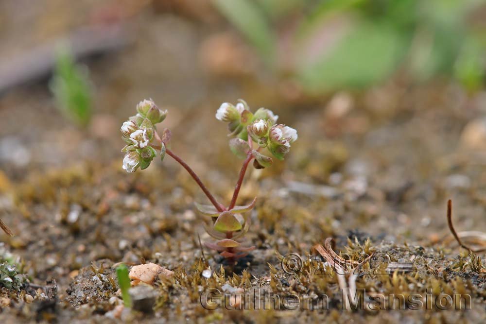 Radiola linoides dans la région de Bonifacio (France, Corse-du-Sud)