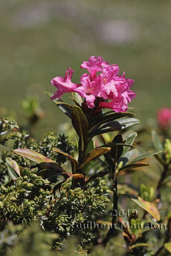 Rhododendron ferrugineum vers Kandersteg (Suisse, Berne)
