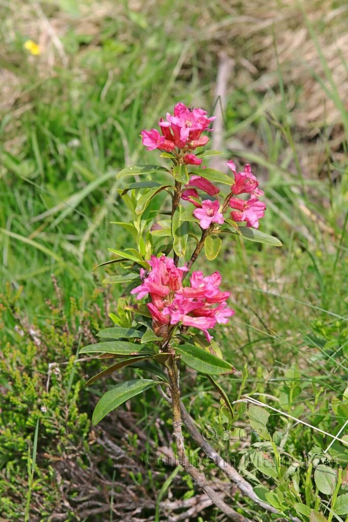 Rhododendron ferrugineum dans la région de l'Entlebuch (Suisse, Lucerne)