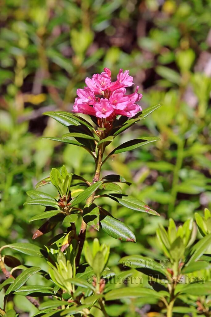 Rhododendron ferrugineum vers le col du Simplon (Suisse, Valais)