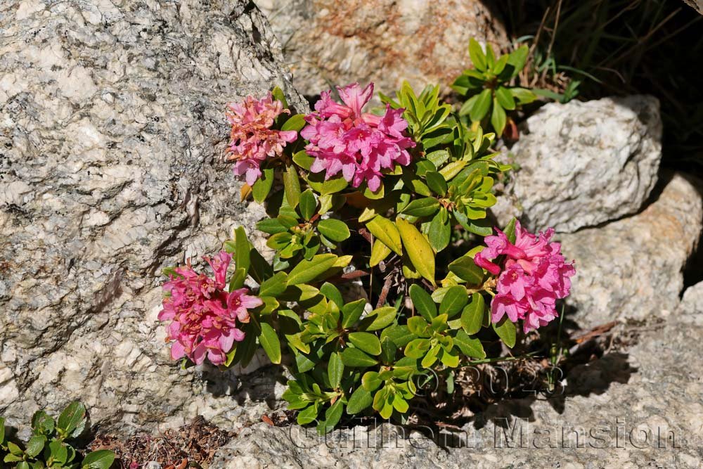 Rhododendron ferrugineum vers la Fenêtre d’Arpette (Suisse, Valais)