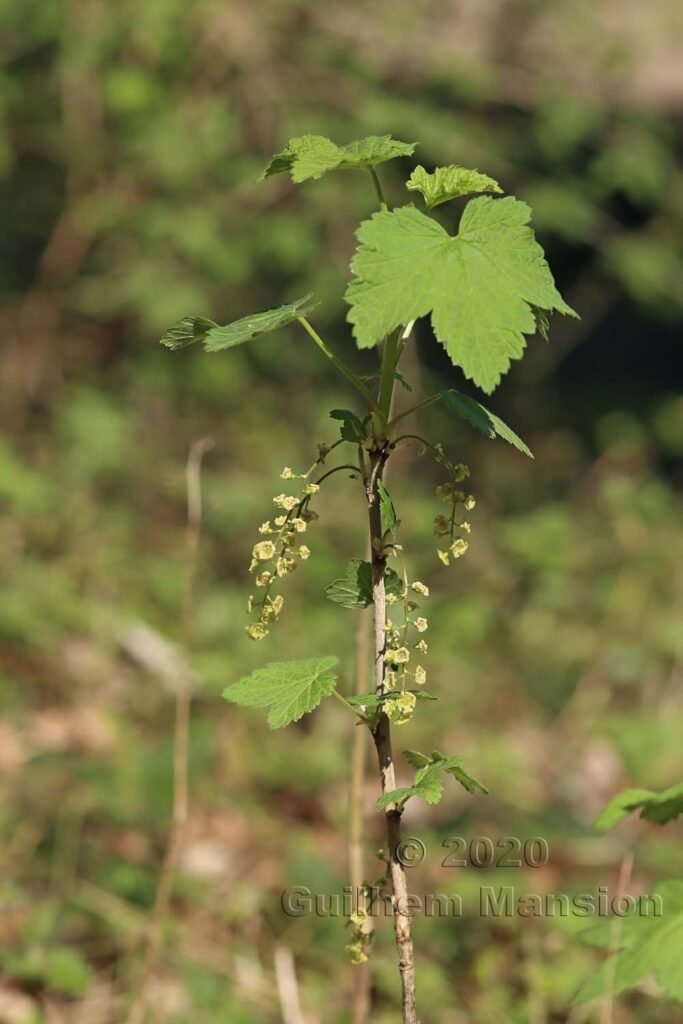 Ribes rubrum à Zurich-Hoenggerberg (Suisse)