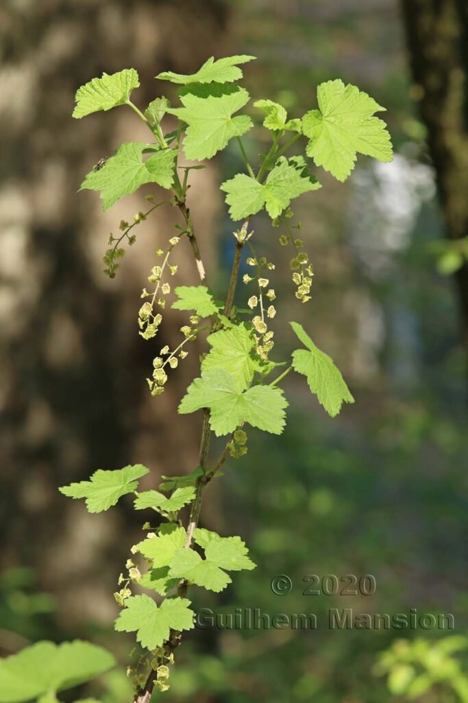 Ribes rubrum à Zurich-Hoenggerberg (Suisse)