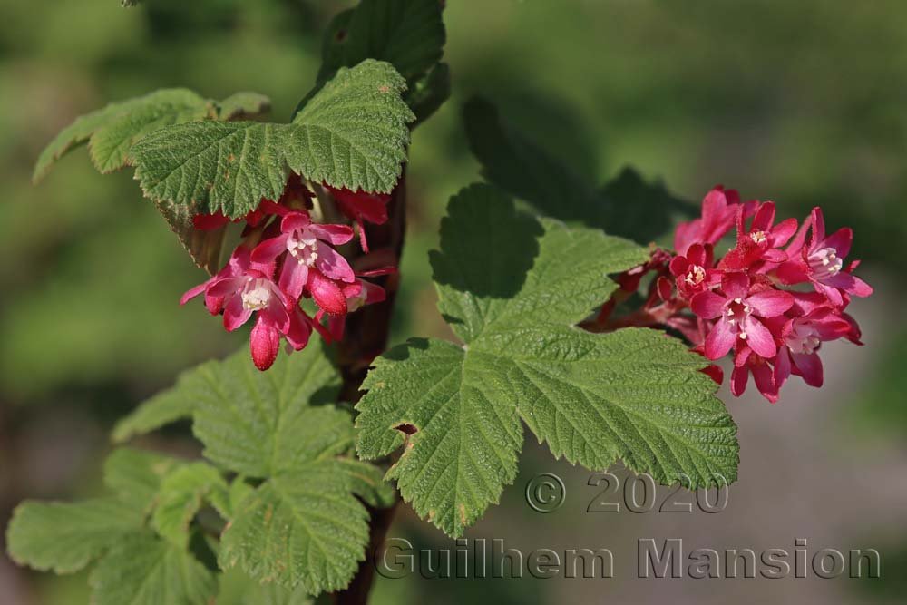 Ribes sanguineus à Zurich-Hoenggerberg (Suisse)