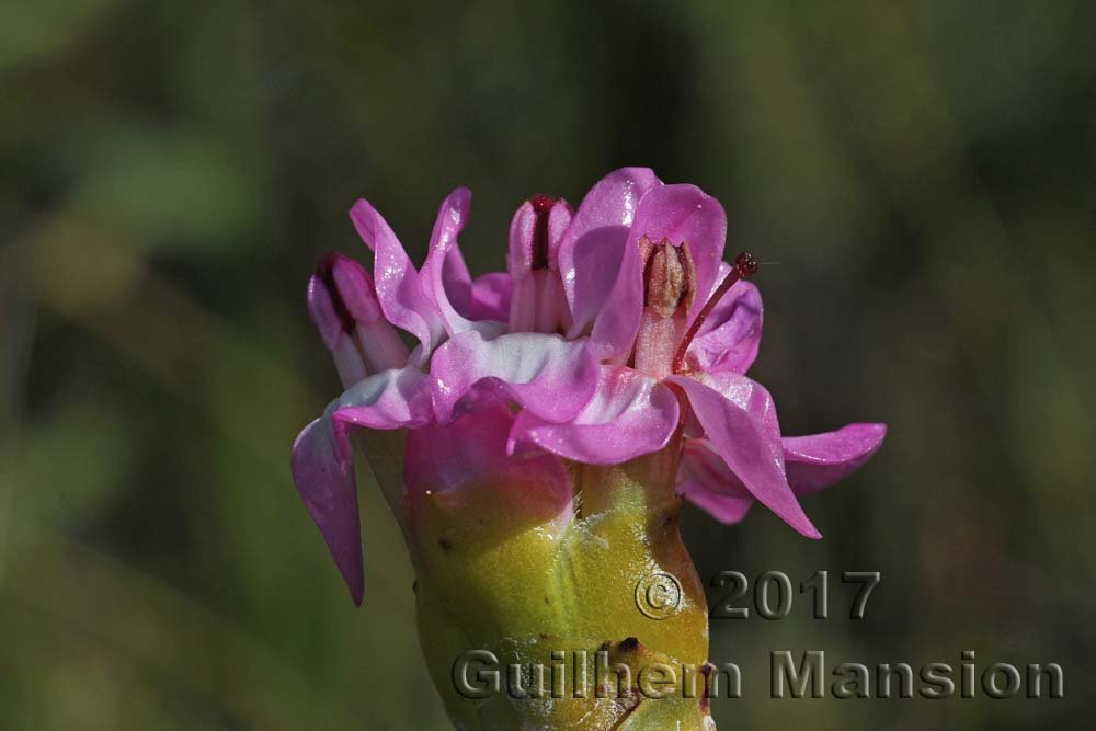 Saltera sarcocolla à Kleinmond (Afrique du Sud)