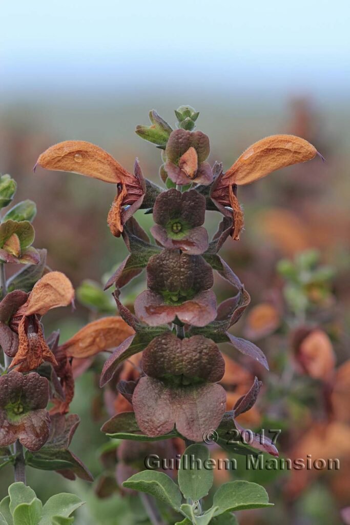 Salvia africana-lutea vers Postberg (Afrique du Sud)