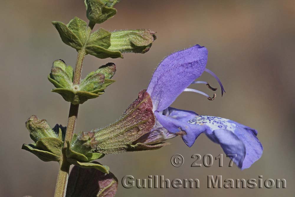 Salvia dentata vers Kamiesberg (Afrique du Sud)