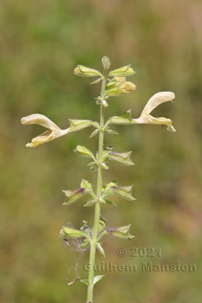 Salvia glutinosa sur le massif du Born près d'Olten (Suisse, Soleure)