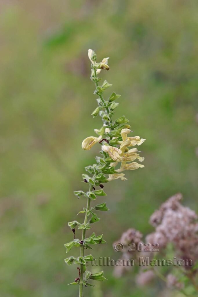Salvia glutinosa vers Crest (France, Drôme)