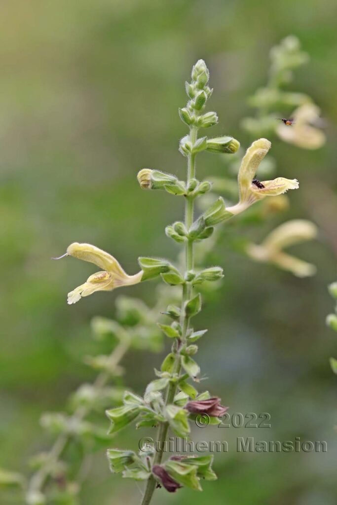 Salvia glutinosa vers Crest (France, Drôme)