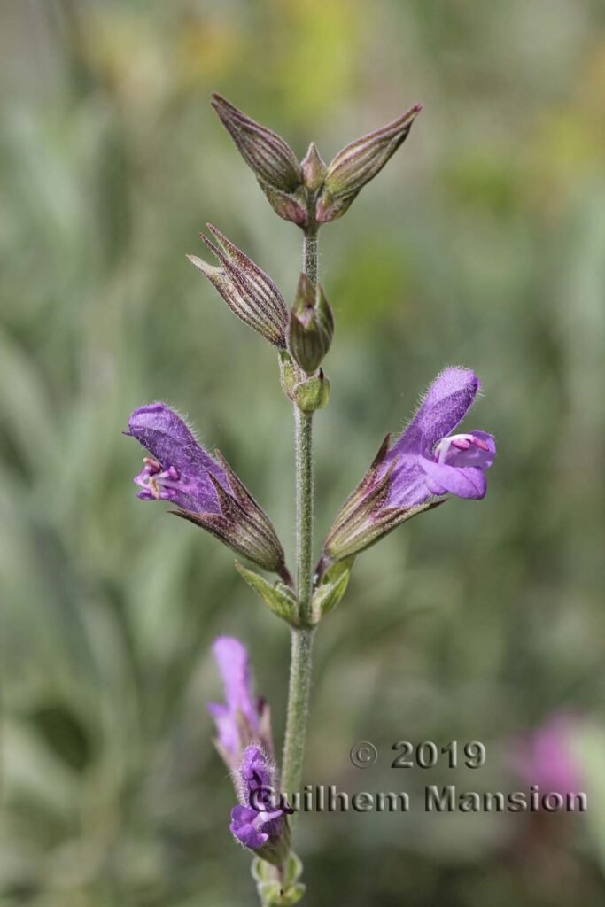 Salvia officinalis vers Poulx (France, Gard)
