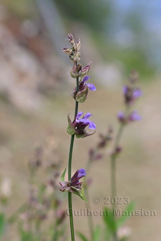 Salvia officinalis aux Follatères (Suisse, Valais)