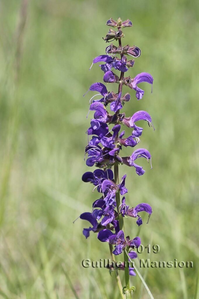 Salvia pratensis vers Villnachern (Suisse, Argovie)