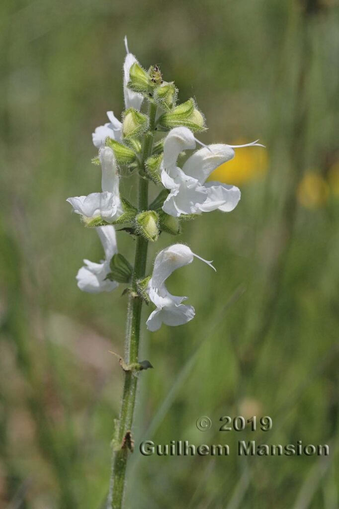 Salvia pratensis vers Villnachern (Suisse, Argovie)