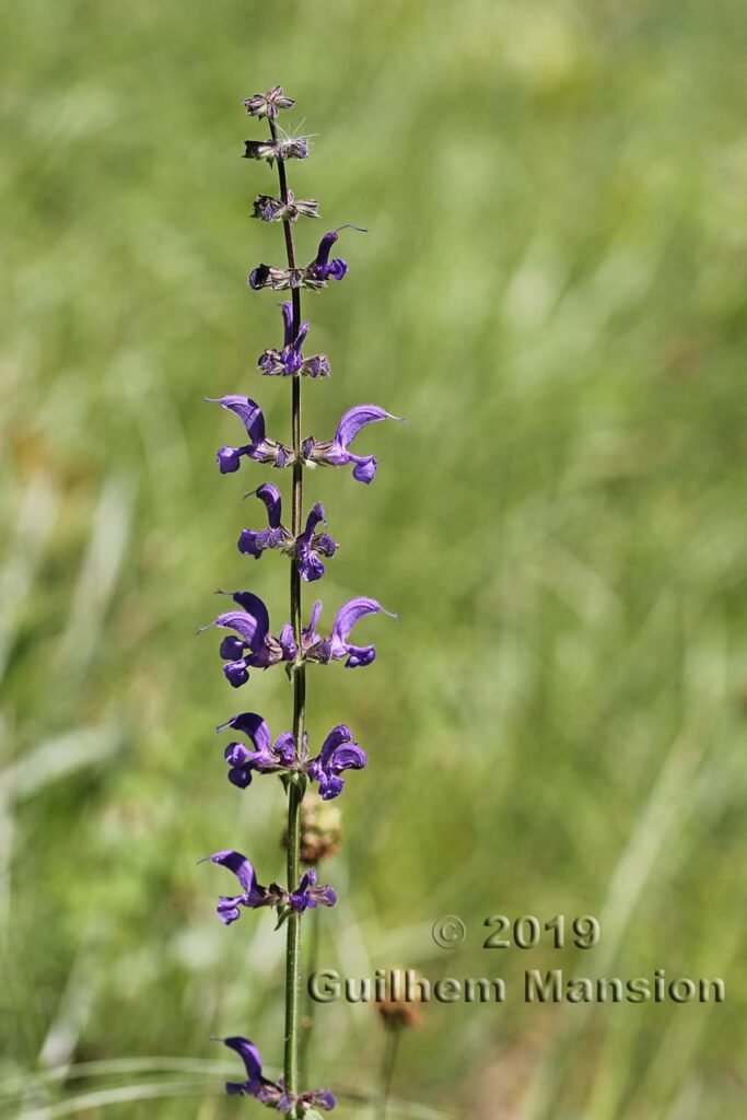 Salvia pratensis vers Saint-Blaise (Suisse, Neuchâtel)
