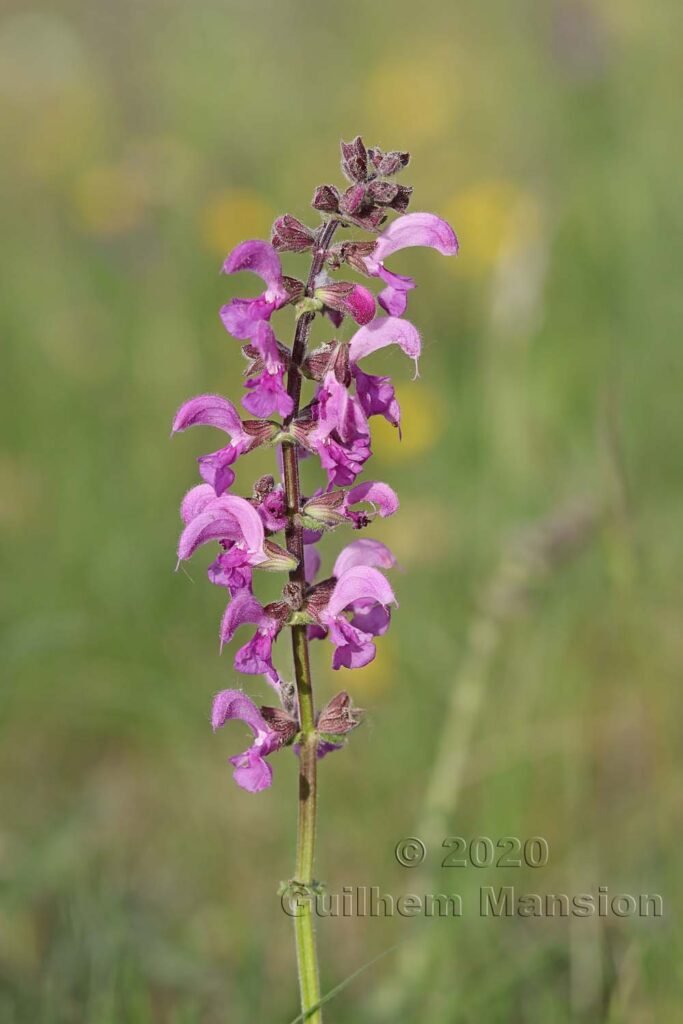 Salvia pratensis sur les Laegern (Suisse, Zurich)