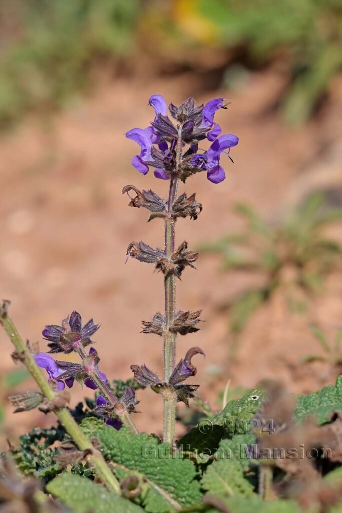 Salvia sclareoides vers Sagres (Portugal, Vila do Bispo)