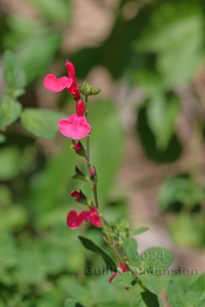Salvia sp. vers Poulx (France, Gard)