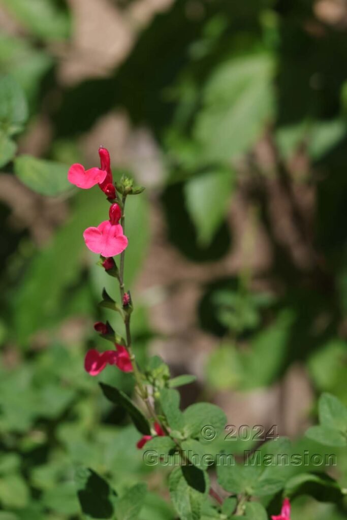 Salvia sp. vers Poulx (France, Gard)