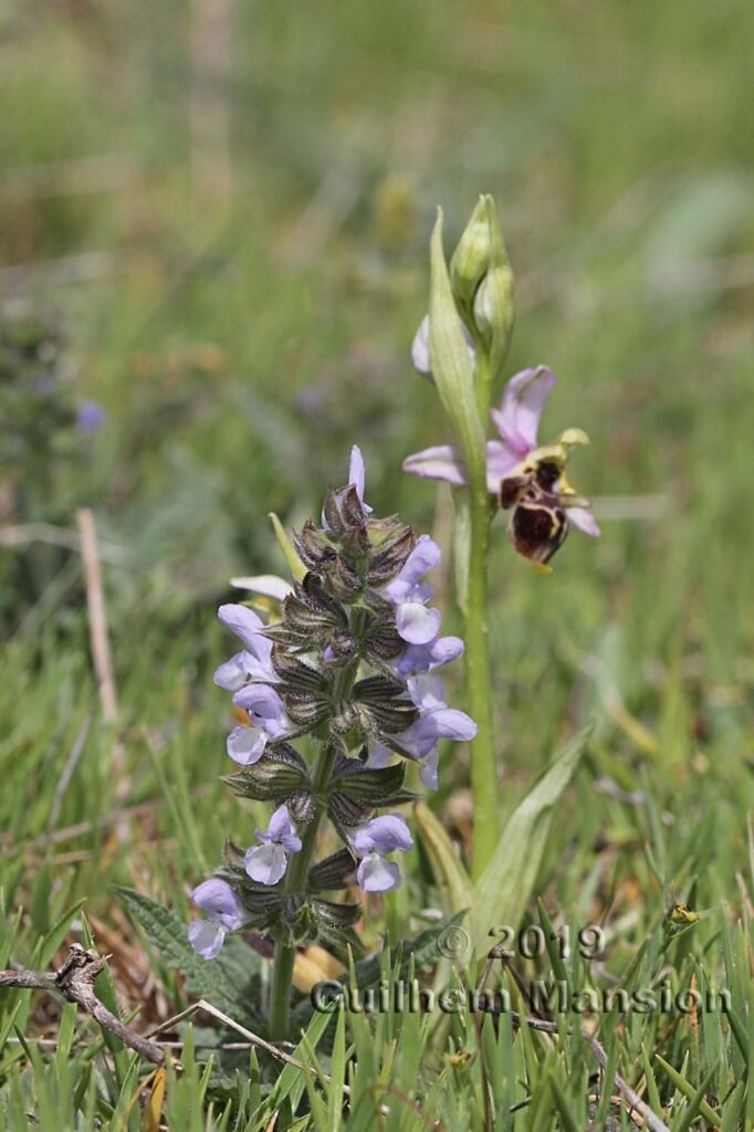Salvia verbenaca vers Poulx (France, Gard)