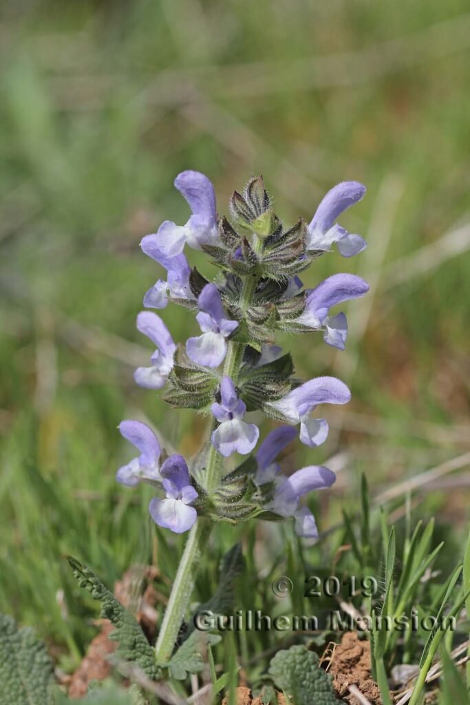 Salvia verbenaca vers Poulx (France, Gard)