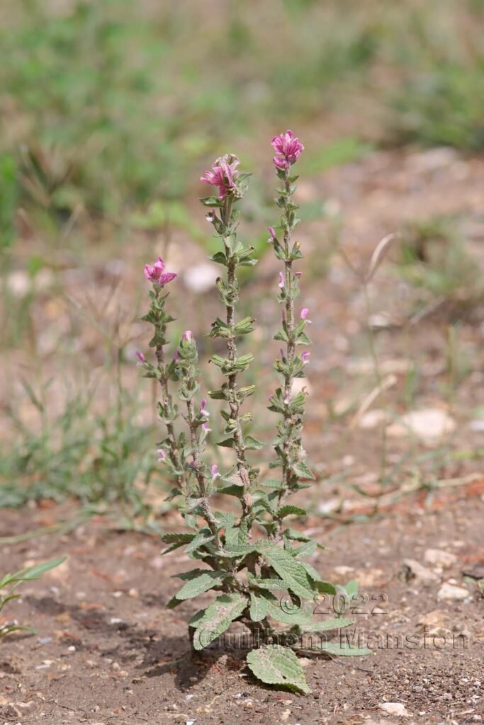 Salvia viridis vers Crest (France, Drôme)
