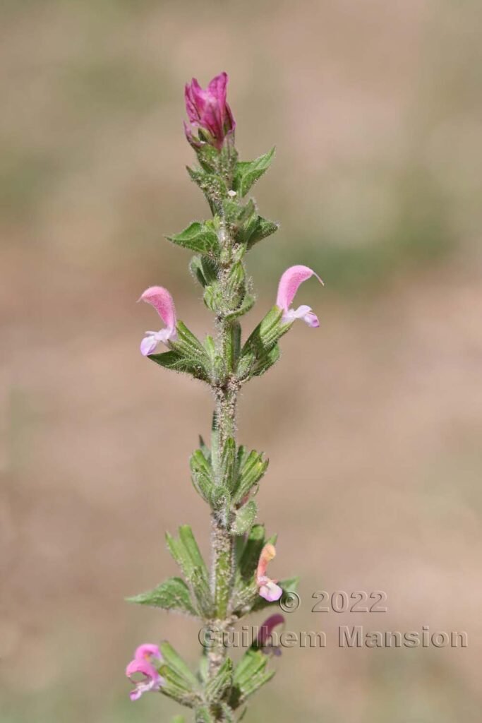 Salvia viridis vers Crest (France, Drôme)