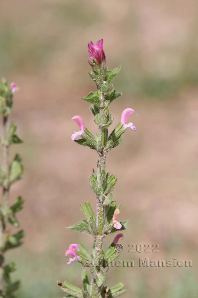 Salvia viridis vers Crest (France, Drôme)