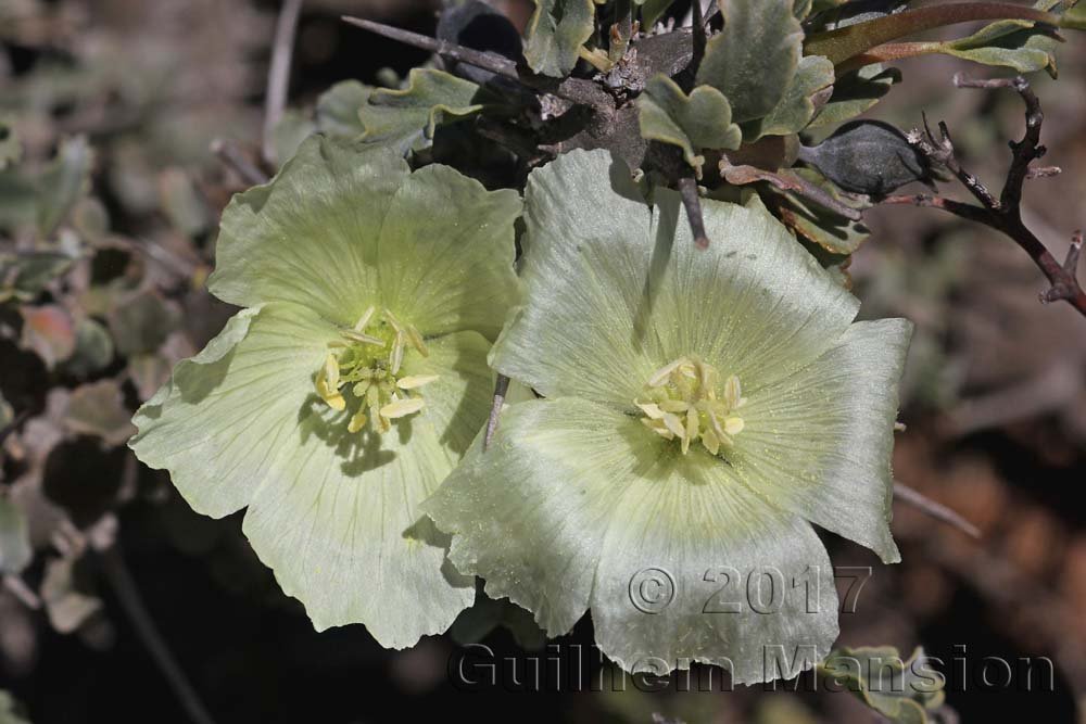 Sarcocaulon spinosum à Vanrhynsdorp (Knersvlakte, Afrique du Sud)