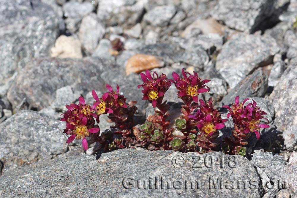Saxifraga biflora au-dessus de Verbier (Suisse, Valais)