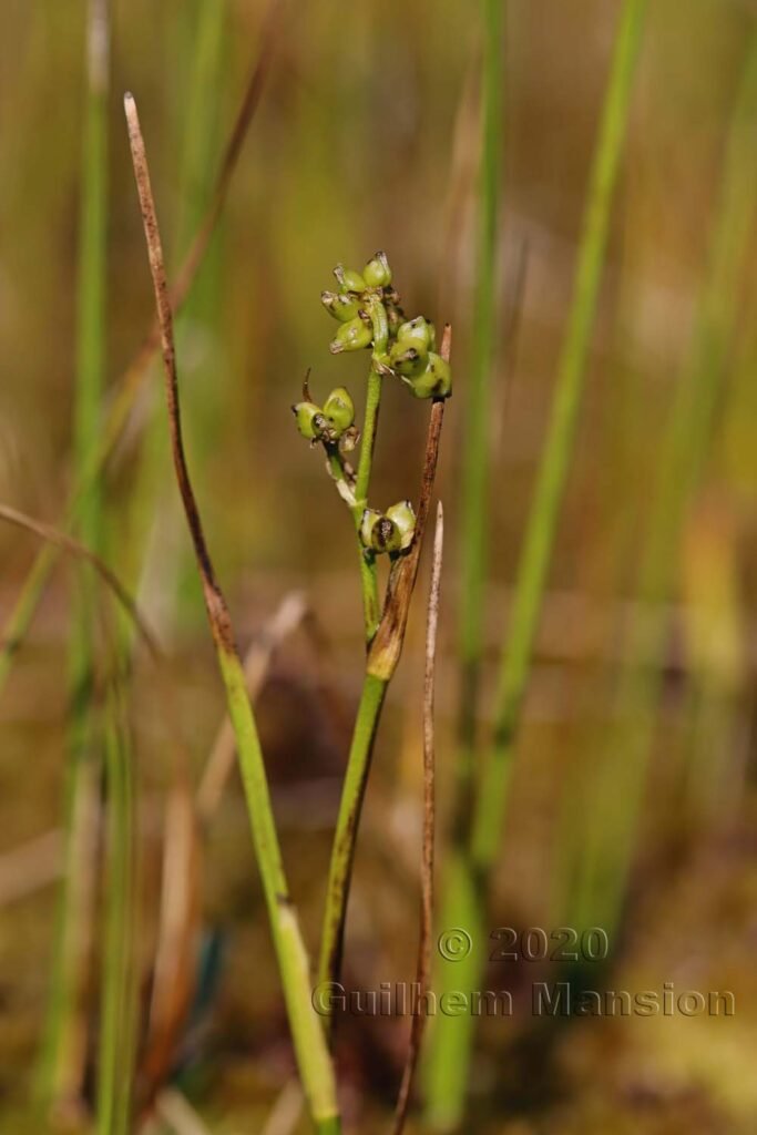 Scheuchzeria palustris dans la région de l'Entlebuch (Suisse, Lucerne)