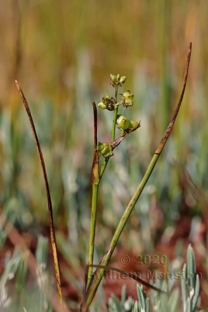 Scheuchzeria palustris dans la région de l'Entlebuch (Suisse, Lucerne)