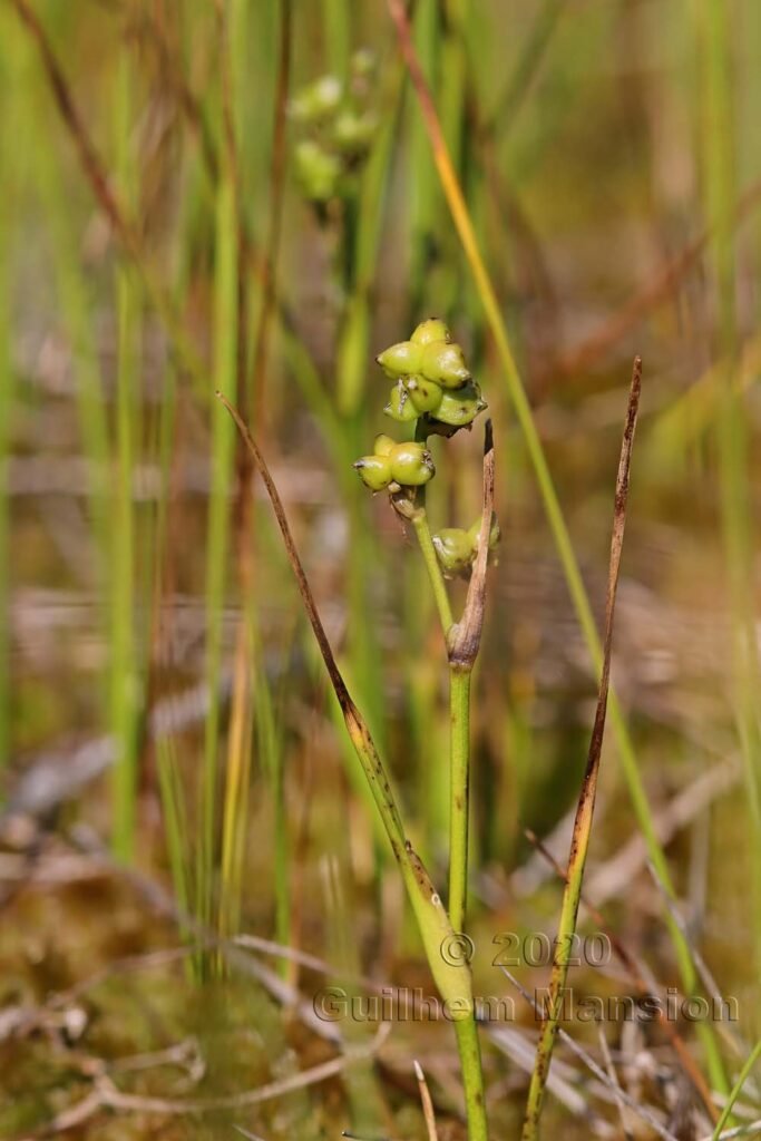 Scheuchzeria palustris dans la région de l'Entlebuch (Suisse, Lucerne)